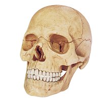 Фото 4D Master - Об’ємна анатомічна модель Череп людини (26086)