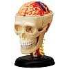 Фото 1 - 4D Master - Об’ємна анатомічна модель Черепно-мозкова коробка людини (26053)
