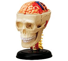 Фото 4D Master - Об’ємна анатомічна модель Черепно-мозкова коробка людини (26053)