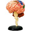 Фото 1 - 4D Master - Об’ємна анатомічна модель Мозок людини (26056)