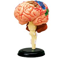 Фото 4D Master - Об’ємна анатомічна модель Мозок людини (26056)