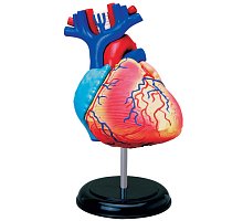Фото 4D Master - Об’ємна анатомічна модель Серце людини (26052)