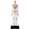 Фото 1 - 4D Master - Об’ємна анатомічна модель Скелет людини (26059)
