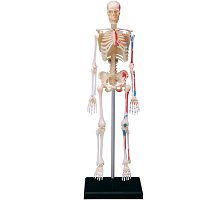 Фото 4D Master - Об’ємна анатомічна модель Скелет людини (26059)