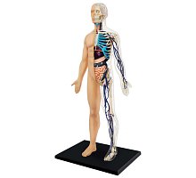 Фото 4D Master - Об’ємна анатомічна модель Тіло людини (26085)