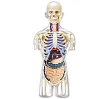Фото 4D Master - Об’ємна анатомічна модель Торс людини (26068)