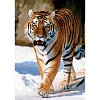 Фото 2 - Пазл Trefl - Сибірський Тигр. 1000 шт (10135)