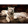 Фото 2 - Пазл Trefl - бенгальський тигр. 1500 pcs (26075)