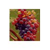 Фото 1 - Гроно винограду, серія Квіти, малювання за номерами, 40 х 50 см, Ідейка, MG1124
