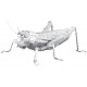 Металева збірна 3D модель Grasshopper. Metal Earth (ME1033)