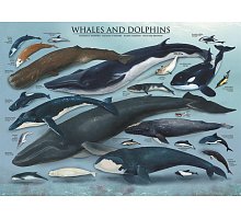 Фото Пазл Eurographics Кіти та дельфіни, 1000 елементів (6000-0082)