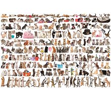 Фото Пазл Eurographics Світ котів, 2000 елементів (8220-0580)
