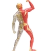 Фото 3 - 4D Master - Об’ємна анатомічна модель М’язи та скелет людини (26058)