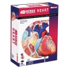 Фото 2 - 4D Master - Об’ємна анатомічна модель Серце людини (26052)