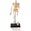 Фото 3 - 4D Master - Об’ємна анатомічна модель Скелет людини (26059)