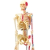 Фото 4 - 4D Master - Об’ємна анатомічна модель Скелет людини (26059)