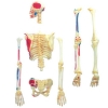 Фото 5 - 4D Master - Об’ємна анатомічна модель Скелет людини (26059)