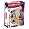Фото 2 - 4D Master - Об’ємна анатомічна модель Тіло людини (26085)