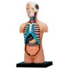 Фото 3 - 4D Master - Об’ємна анатомічна модель Торс людини (26051)