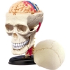 Фото 4 - 4D Master - Об’ємна анатомічна модель Черепно-мозкова коробка людини (26053)