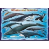 Фото 2 - Пазл Eurographics Кіти та дельфіни, 100 елементів (8100-0082)