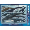 Фото 2 - Пазл Eurographics Кіти та дельфіни, 1000 елементів (6000-0082)