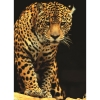 Фото 3 - Пазл Eurographics Леопард, 1000 елементів (6000-1163)