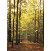 Фото 3 - Пазл Eurographics Лісова дорога, 1000 елементів (6000-3846)