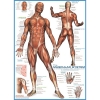 Фото 3 - Пазл Eurographics М’язи людини, 1000 елементів (6000-2015)
