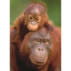 Фото 2 - Пазл Eurographics Орангутанг з дитинчатою, 100 елементів (8104-0638)