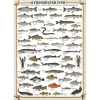Фото 2 - Пазл Eurographics Прісноводні риби, 1000 елементів (6000-0312)