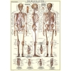 Фото 3 - Пазл Eurographics Скелет людини, 1000 елементів (6000-3970)