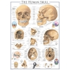 Фото 2 - Пазл Eurographics Людський череп, 1000 елементів (6000-0306)