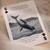 Фото 5 - Колекційні карти Bicycle Sharks