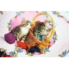 Фото 6 - Карти Madison Kittens від Ellusionist
