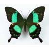 Фото 2 - Кулон з крильцем тропічного метелика Papilio Palinurus