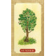 Оракул Древо Життя - Tree of Life Oracle. Schiffer Publishing
