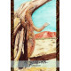 Оракул Прогулка Аборигенов - Aboriginal Walkabout Oracle Cards. Solarus 