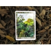 Фото 8 - Оракул Рослин Друїдів Перевидання - Druid Plant Oracle Reissue. Welbeck Publishing