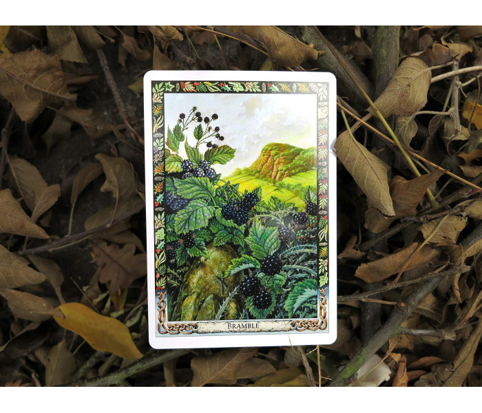 Оракул Растений Друидов  Переиздание - Druid Plant Oracle Reissue. Welbeck Publishing