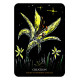 Оракул Квіти Ночі - Flowers of the Night Oracle. Rockpool Publishing