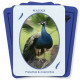Оракул Птахи З Світу Духів - Birds from the Spirit World Oracle Card Set. Dragonhawk