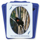 Оракул Птахи З Світу Духів - Birds from the Spirit World Oracle Card Set. Dragonhawk