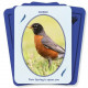 Оракул Птахи З Світу Духів - Birds from the Spirit World Oracle Card Set. Dragonhawk