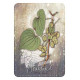 Магический Оракул Трав - Magickal Herb Oracle. Rockpool Publishing