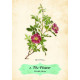 Оракул Роз - Oracle of The Roses. Rockpool Publishing