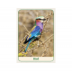 Оракул Мудрість Природи - Natures Wisdom Message Cards. Animal Dreaming
