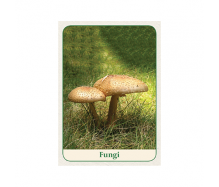 Оракул Мудрість Природи - Natures Wisdom Message Cards. Animal Dreaming
