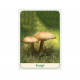 Оракул Мудрість Природи - Natures Wisdom Message Cards. Animal Dreaming