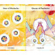 Таро Місяця та Зірок - The Moon & Stars Tarot. CICO Books